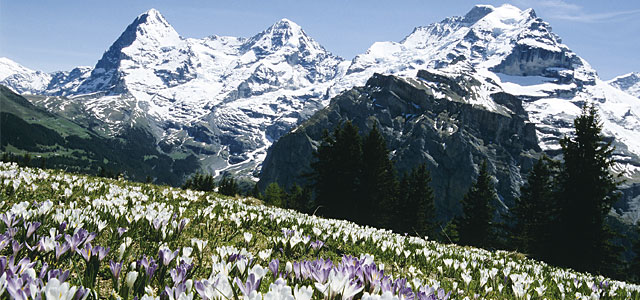 黄色と白の絨毯のような花畑を歩く春のスイス10日間黄色と白の絨毯のような花畑を歩く春のスイス10日間 アルプスウェイ By フェロートラベル