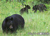 ブラックベアー